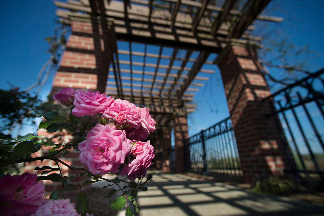 Veterans Memorial Rose Garden Image 1